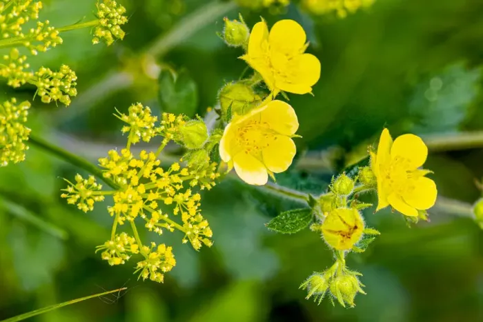 Framed Print : USA, Colorado, Young Gulch. Leafy cinquefoil flowers Framed Print : USA, Colorado, Young Gulch. Leafy cinquefoil flowers