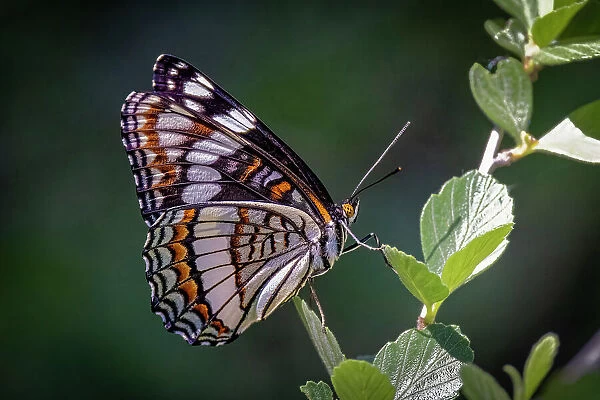 USA, Colorado, Young Gulch. Weidemeyer's admiral butterfly close-up