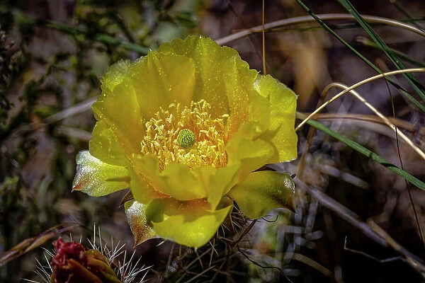 USA, Colorado, Young Gulch. Yellow prickly pear cactus flower close-up