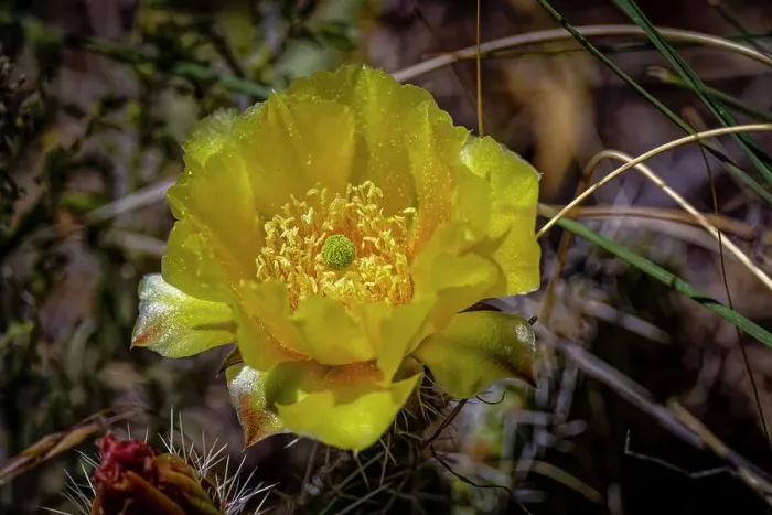 Framed Print : USA, Colorado, Young Gulch. Yellow prickly pear cactus flower close-up