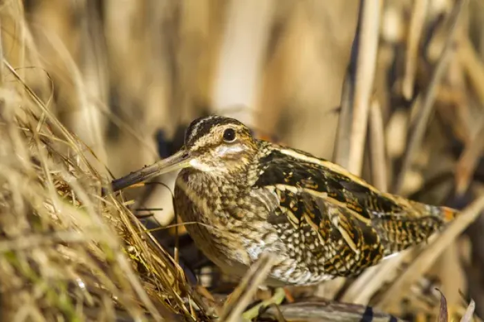 Framed Print : USA. A Common Snipe (Gallinago gallinago) sits camoflaged against some dried vegetation Framed Print : USA. A Common Snipe (Gallinago gallinago) sits camoflaged against some dried vegetation