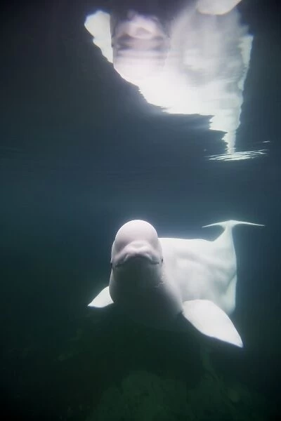 USA, Connecticut, Mystic, Captive Beluga Whale (Delphinapterus leucas) swimming inside