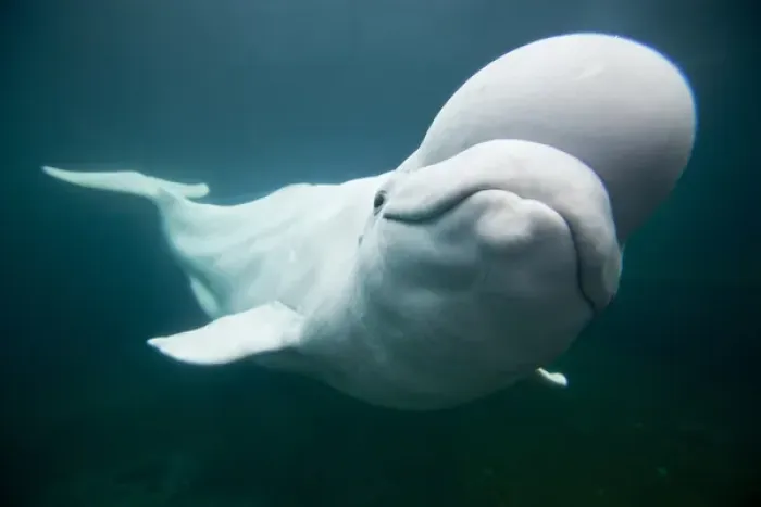 Framed Print : USA, Connecticut, Mystic, Captive Beluga Whale (Delphinapterus leucas) swimming inside