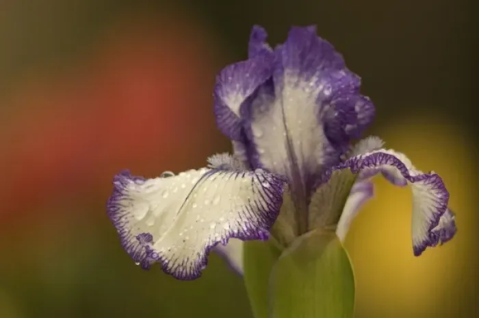 Framed Print : USA, DC, Washington, Franciscan Monastery, closeup of white and purple iris with red Framed Print : USA, DC, Washington, Franciscan Monastery, closeup of white and purple iris with red