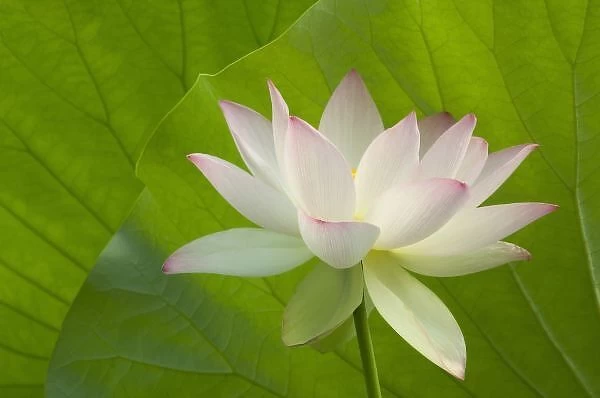 USA, DC, Washington, Kenilworth Aquatic Gardens, white lotus in fron tof lotus leaves