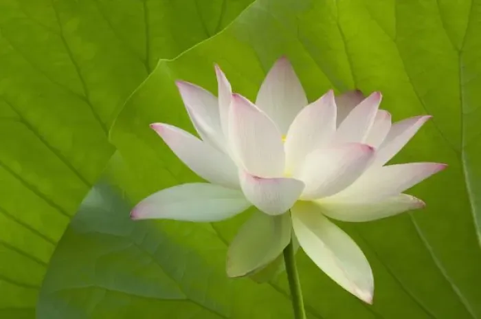Framed Print : USA, DC, Washington, Kenilworth Aquatic Gardens, white lotus in fron tof lotus leaves Framed Print : USA, DC, Washington, Kenilworth Aquatic Gardens, white lotus in fron tof lotus leaves