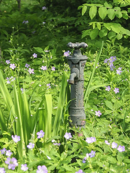 USA, Delaware. An antique water hose attachment surrounded by wildflowers