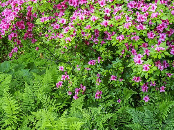 USA, Delaware. Azalea shrub with ferns below in a garden