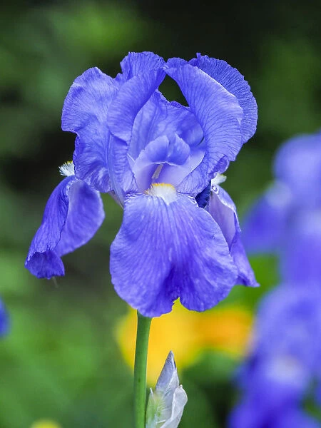 USA, Delaware. Close-up of a blue bearded iris