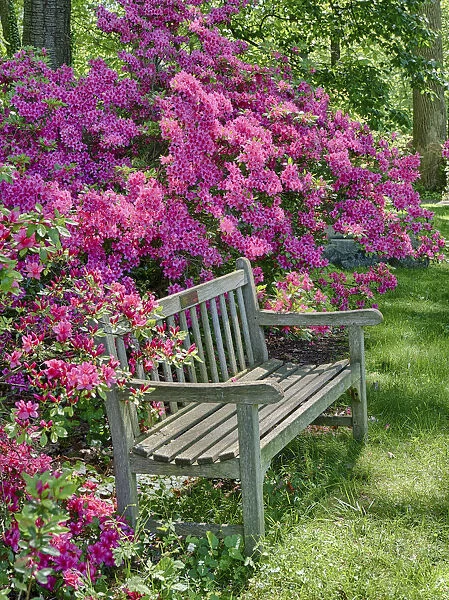 USA, Delaware. A dedication bench surrounded by azaleas in a garden