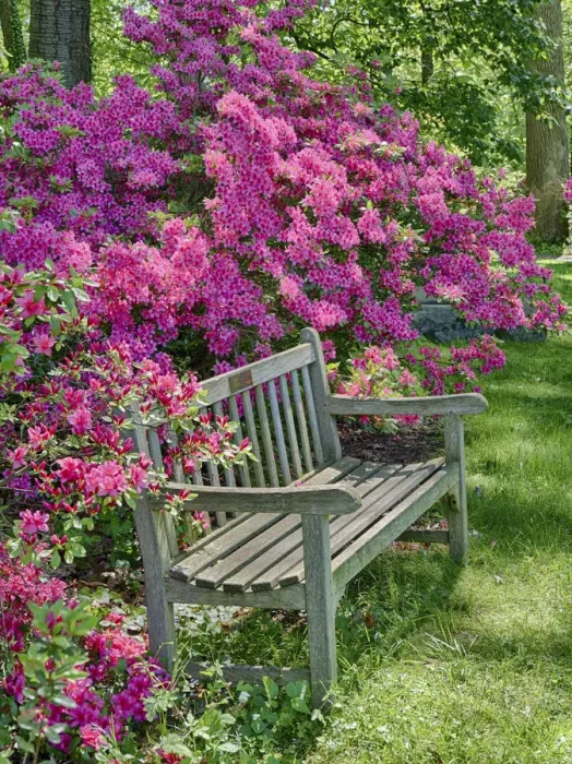 Framed Print : USA, Delaware. A dedication bench surrounded by azaleas in a garden Framed Print : USA, Delaware. A dedication bench surrounded by azaleas in a garden