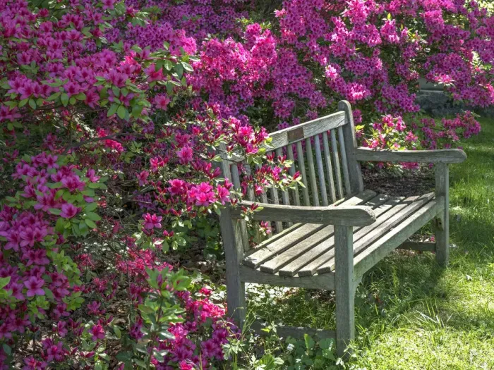 Framed Print : USA, Delaware. A dedication bench surrounded by pink azaleas in a garden