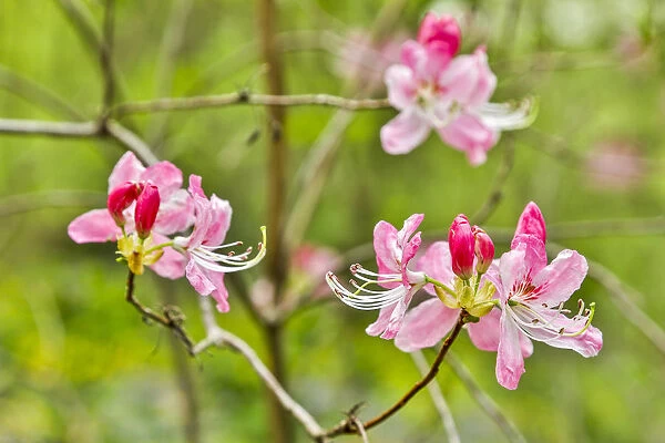 USA, Delaware, Hockessin. Azalea blossoms