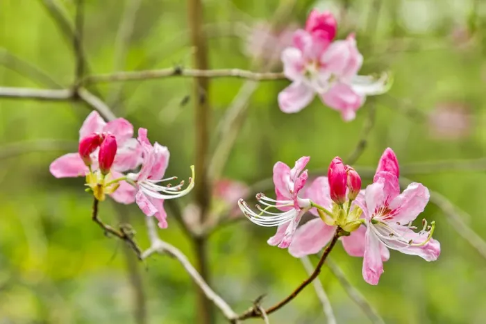Framed Print : USA, Delaware, Hockessin. Azalea blossoms