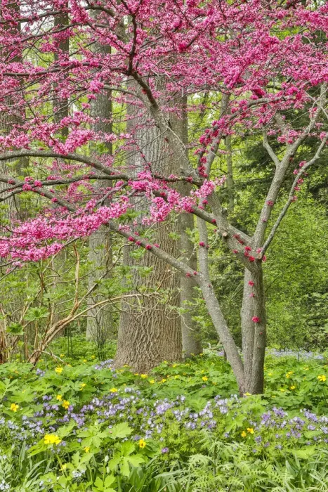 Framed Print : USA, Delaware, Hockessin. Flowering dogwood in the forest Framed Print : USA, Delaware, Hockessin. Flowering dogwood in the forest