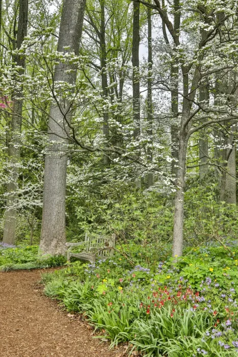 Framed Print : USA, Delaware, Hockessin. Flowering dogwood in the forest Framed Print : USA, Delaware, Hockessin. Flowering dogwood in the forest