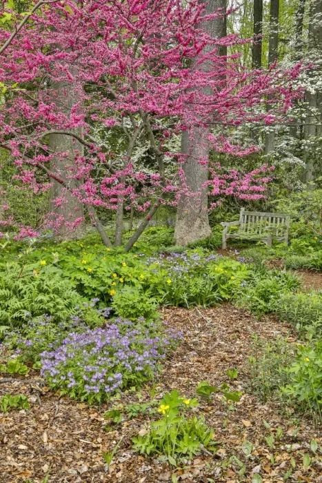 Framed Print : USA, Delaware, Hockessin. Flowering dogwood in the forest Framed Print : USA, Delaware, Hockessin. Flowering dogwood in the forest