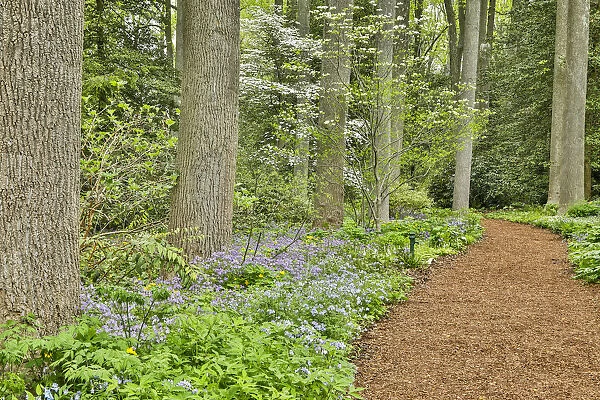 USA, Delaware, Hockessin. Path through the forest