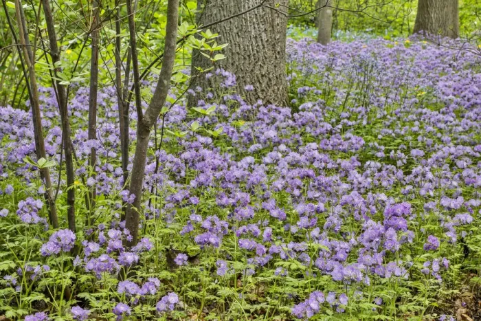Framed Print : USA, Delaware, Hockessin. Purple groundcover Framed Print : USA, Delaware, Hockessin. Purple groundcover