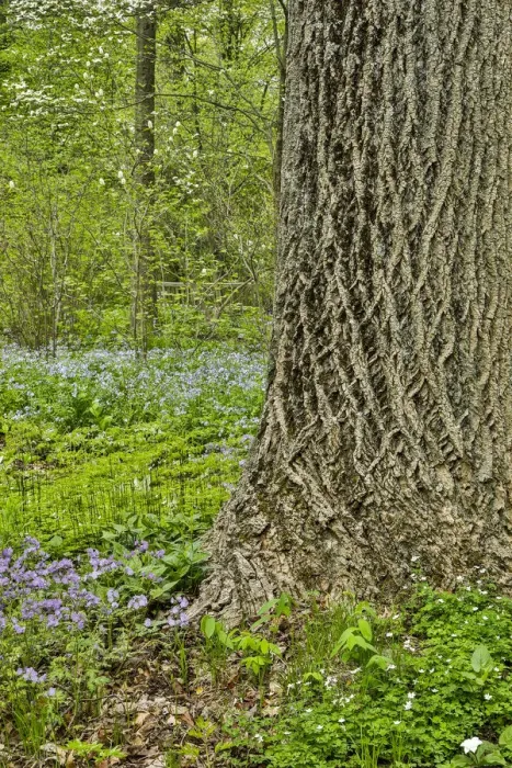 Framed Print : USA, Delaware, Hockessin. Tree trunk with groundcover Framed Print : USA, Delaware, Hockessin. Tree trunk with groundcover
