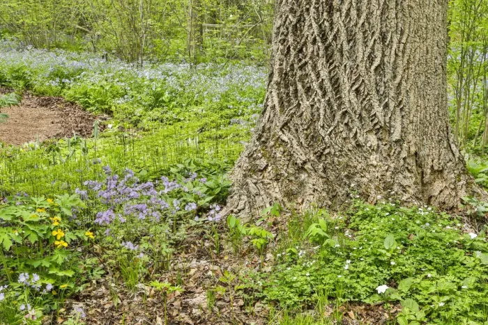 Framed Print : USA, Delaware, Hockessin. Tree trunk with groundcover Framed Print : USA, Delaware, Hockessin. Tree trunk with groundcover