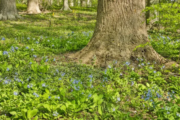 Framed Print : USA, Delaware, Hockessin. Tree trunk surrounded by groundcover Framed Print : USA, Delaware, Hockessin. Tree trunk surrounded by groundcover