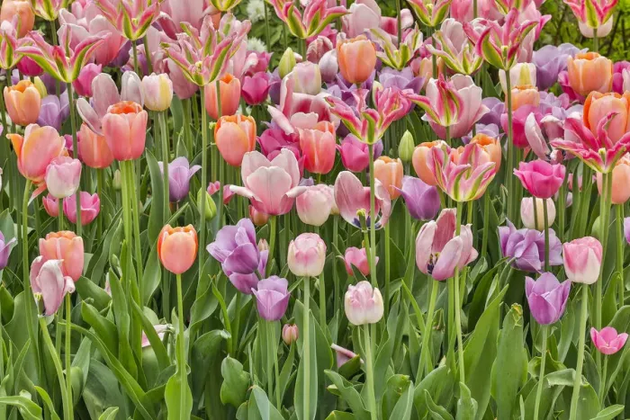 Framed Print : USA, Delaware, Hockessin. Tulips
