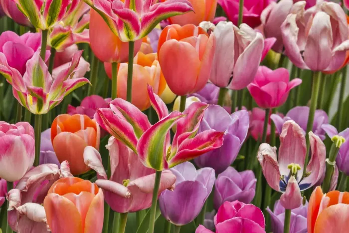 Framed Print : USA, Delaware, Hockessin. Tulips Framed Print : USA, Delaware, Hockessin. Tulips