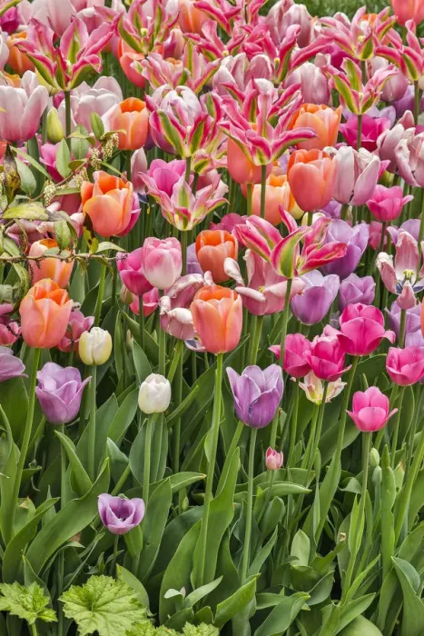 Framed Print : USA, Delaware, Hockessin. Tulips