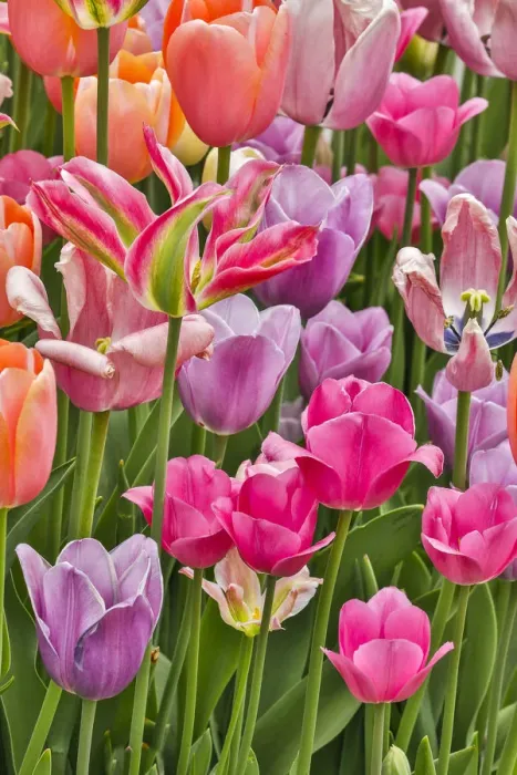 Framed Print : USA, Delaware, Hockessin. Tulips Framed Print : USA, Delaware, Hockessin. Tulips