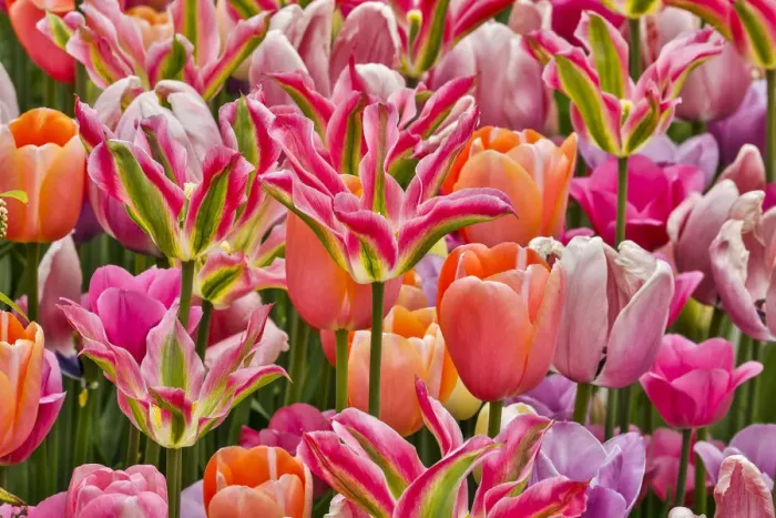 Framed Print : USA, Delaware, Hockessin. Tulips Framed Print : USA, Delaware, Hockessin. Tulips