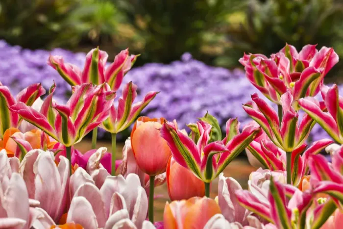 Framed Print : USA, Delaware, Hockessin. Tulips