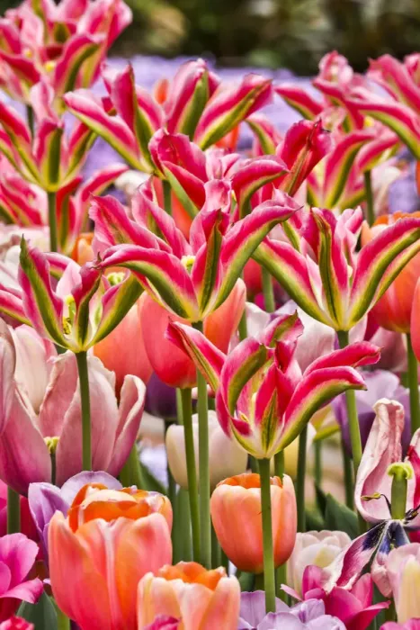 Framed Print : USA, Delaware, Hockessin. Tulips Framed Print : USA, Delaware, Hockessin. Tulips