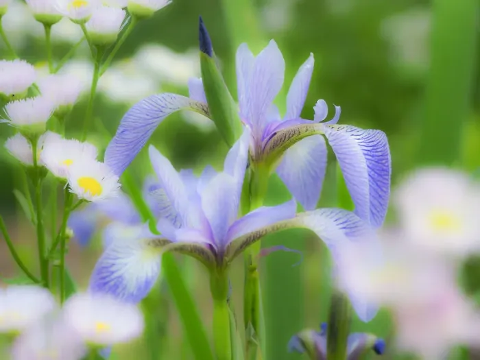 Framed Print : USA, Delaware. Iris and wildflowers