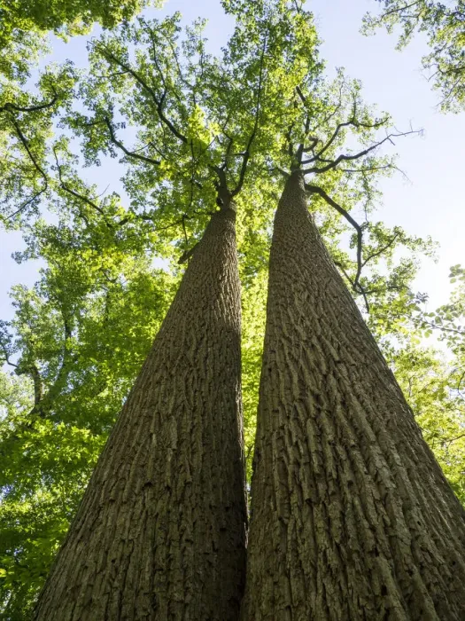Framed Print : USA, Delaware. Looking up at old growth trees in a park