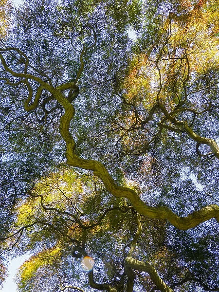 USA, Delaware. Looking up at the sky through a Japanese maple