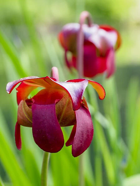 USA, Delaware. The red flower of the pitcher plant (sarracenia rubra), a carnivorous plant