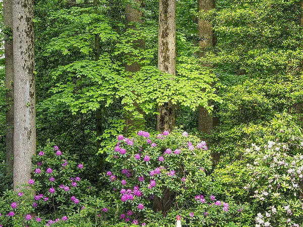 USA, Delaware. Rhododendrons and trees in a park setting