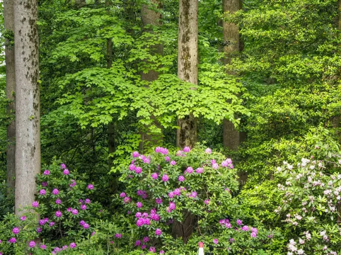 Framed Print : USA, Delaware. Rhododendrons and trees in a park setting
