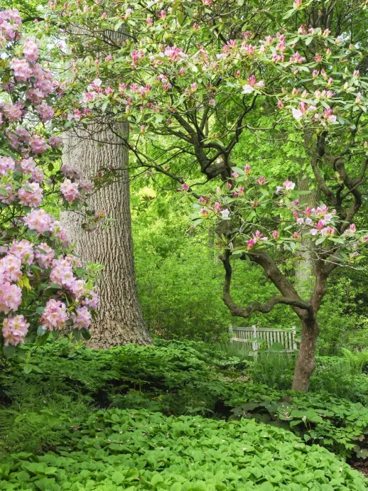 Framed Print : USA, Delaware. Rhododendrons and trees in a park setting