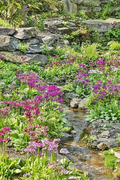 USA, Delaware, Wilmington. Brook running between rocks and flowers