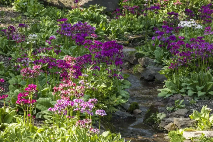 Framed Print : USA, Delaware, Wilmington. Brook running between rocks and flowers Framed Print : USA, Delaware, Wilmington. Brook running between rocks and flowers