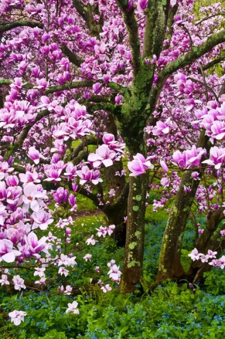 Framed Print : USA, Delaware, Wilmington. Cherry blossom tree in spring bloom Framed Print : USA, Delaware, Wilmington. Cherry blossom tree in spring bloom