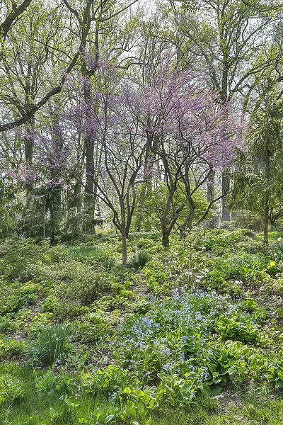 USA, Delaware, Wilmington. Flowering dogwood among bluebells