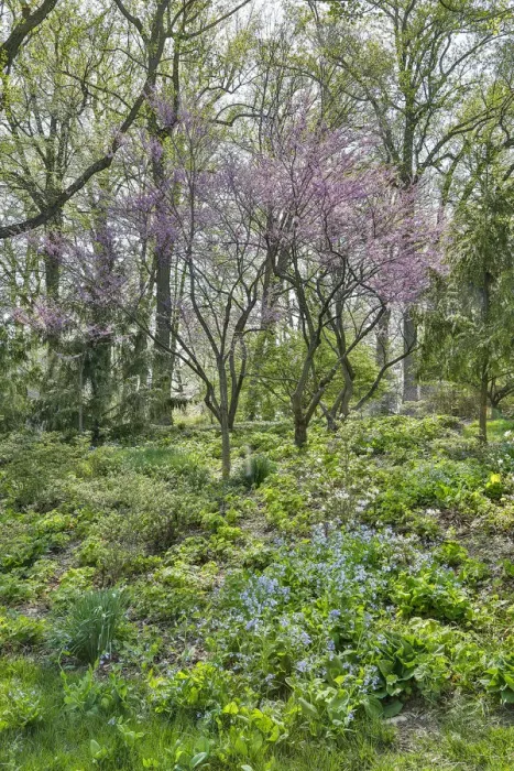 Framed Print : USA, Delaware, Wilmington. Flowering dogwood among bluebells
