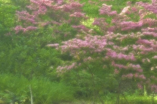 USA, Delaware, Wilmington. Flowering trees in Winterthur Gardens