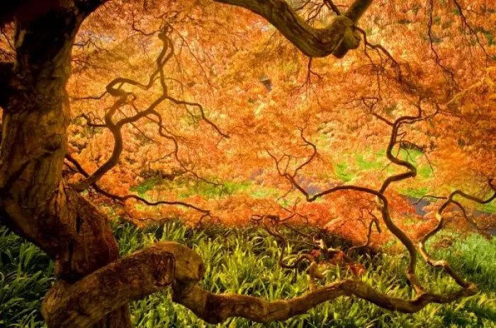 Framed Print : USA, Delaware, Wilmington. Japanese maple trees in Winterthur Gardens. Credit as