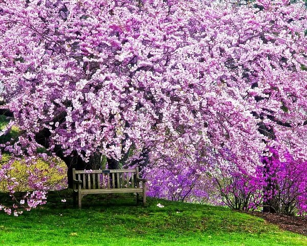 USA, Delaware, Wilmington. Wooden bench under cherry blossom tree in Winterthur Gardens