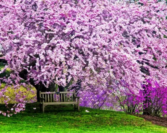 Framed Print : USA, Delaware, Wilmington. Wooden bench under cherry blossom tree in Winterthur Gardens