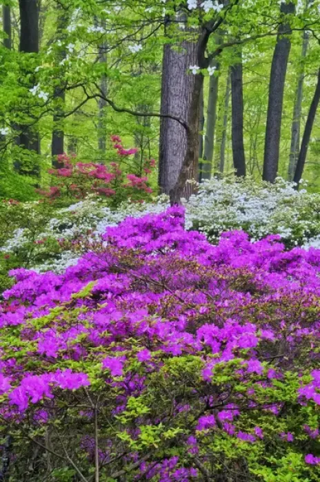 Framed Print : USA, Delaware, Winterthur Gardens. Credit as: Jay O Brien  /  Jaynes Gallery  /  DanitaDelimont